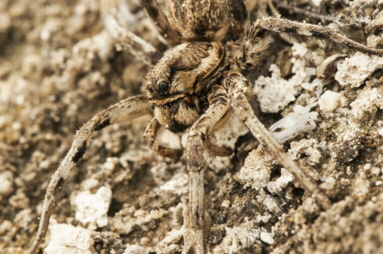 tarantula apulijska