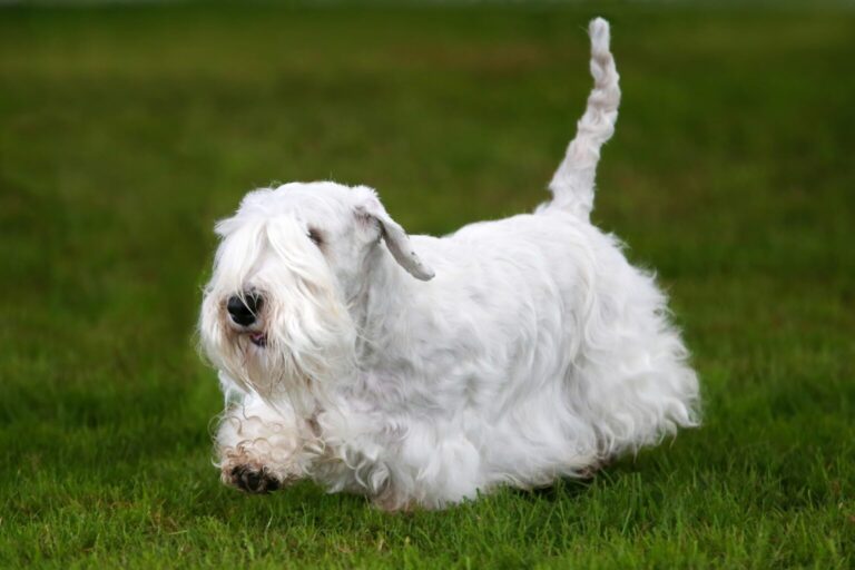 Sealyham Terrier rasa psa