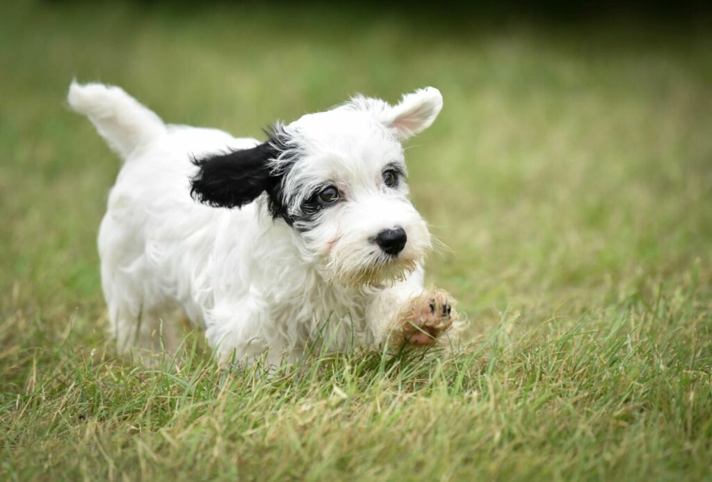 Sealyham Terrier szczenię