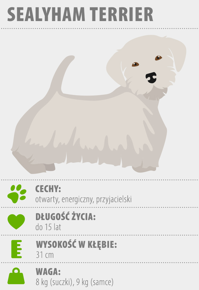 SealyhamTerrier charakterystyka rasy