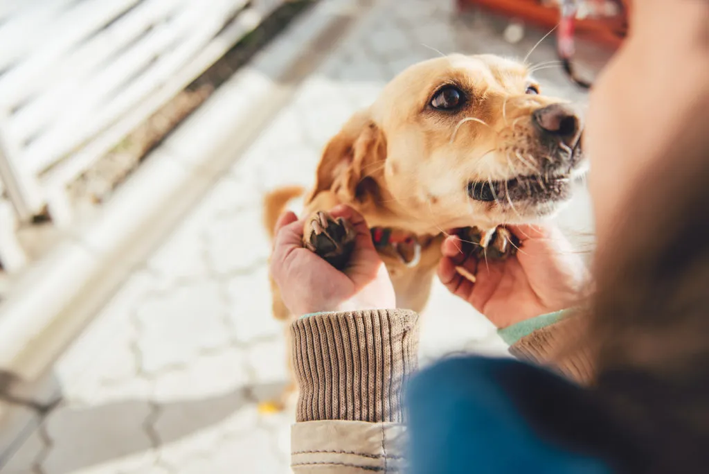 pies ze schroniska adopcja psa ze schroniska