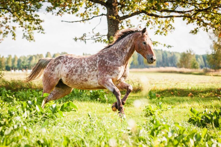 Appaloosa rasa konia