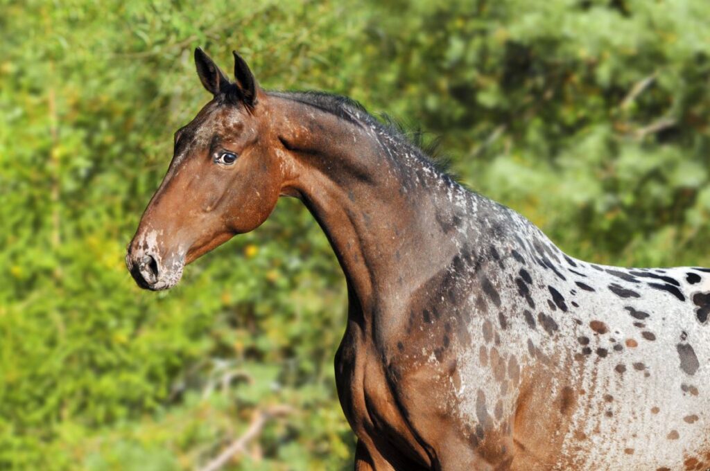 Appaloosa koń łeba