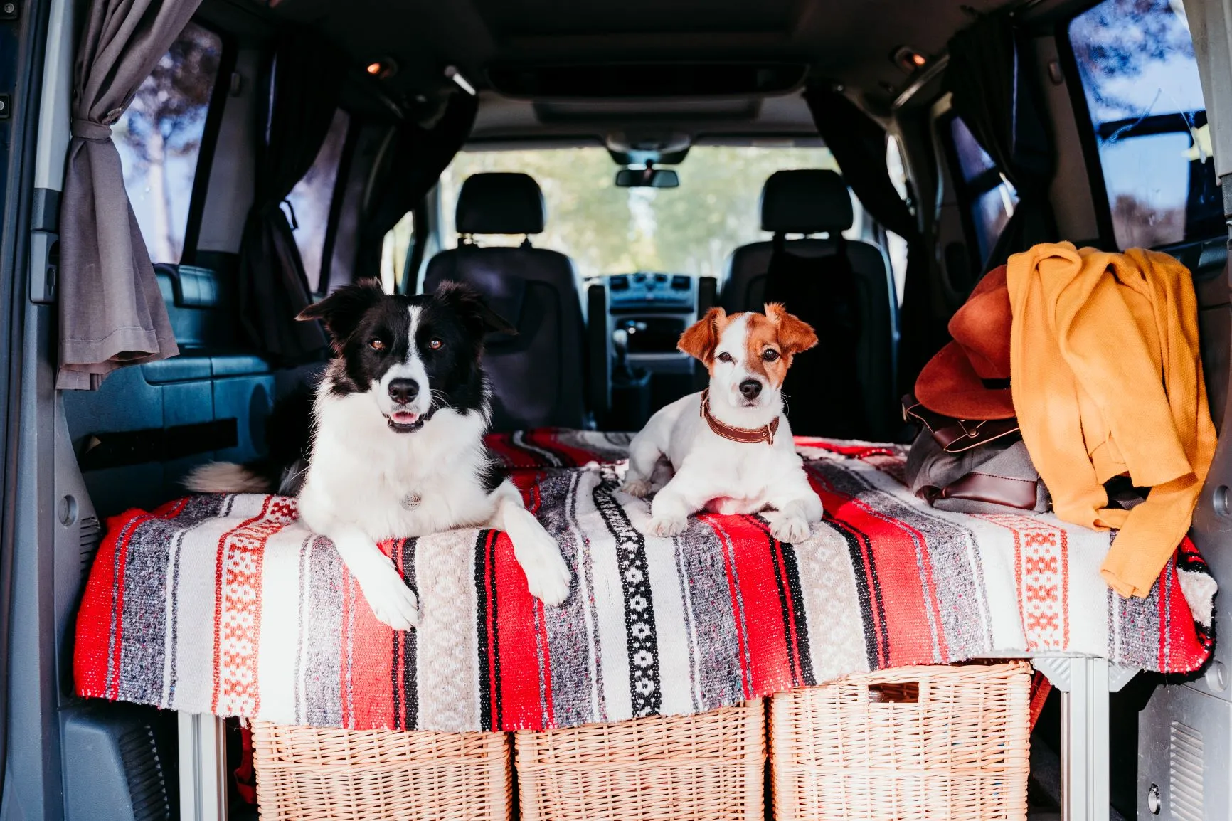 border-collie-jack-russell-w-kamperze border-collie-jack-russell-w-kamperze