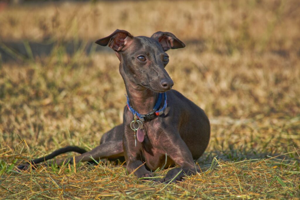 Italian Greyhound Italian Greyhound w trawie