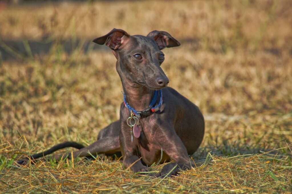 Italian Greyhound w trawie