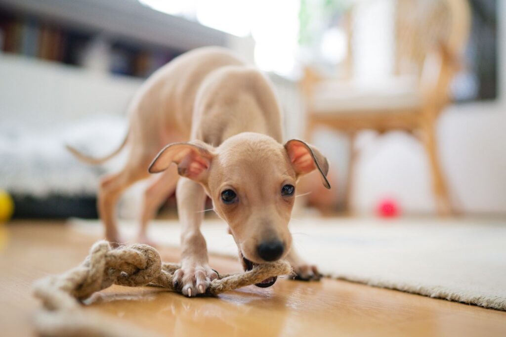 szczeniak Italian Greyhound z zabawką