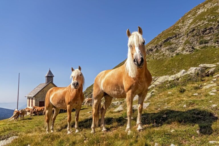 haflinger rasa konia