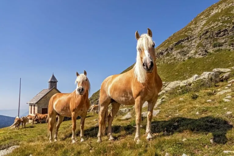 haflinger rasa konia haflinger rasa konia