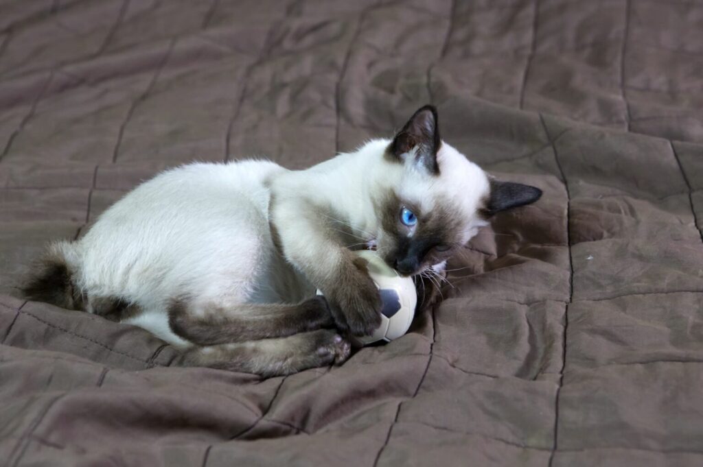 kocię rasy mekong bobtail kocię rasy mekong bobtail