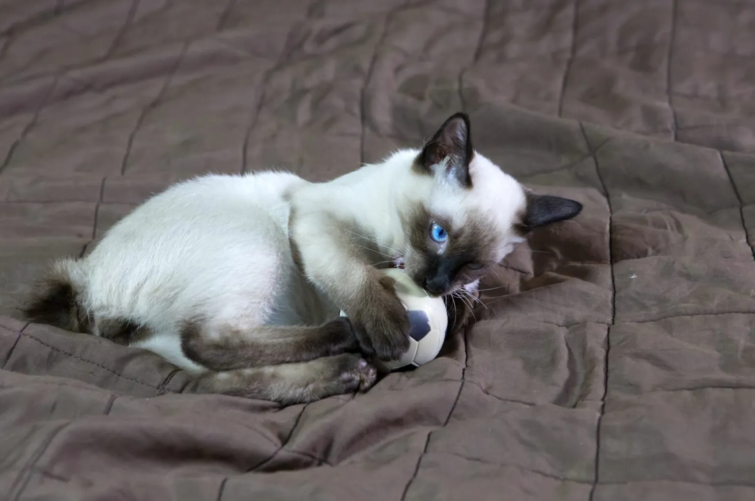 kocię rasy mekong bobtail kocię rasy mekong bobtail