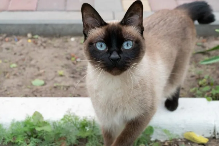 kot mekong bobtail kot mekong bobtail