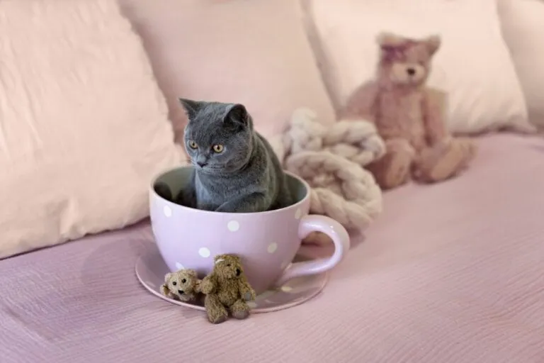 koty miniaturowe teacup kot teacup
