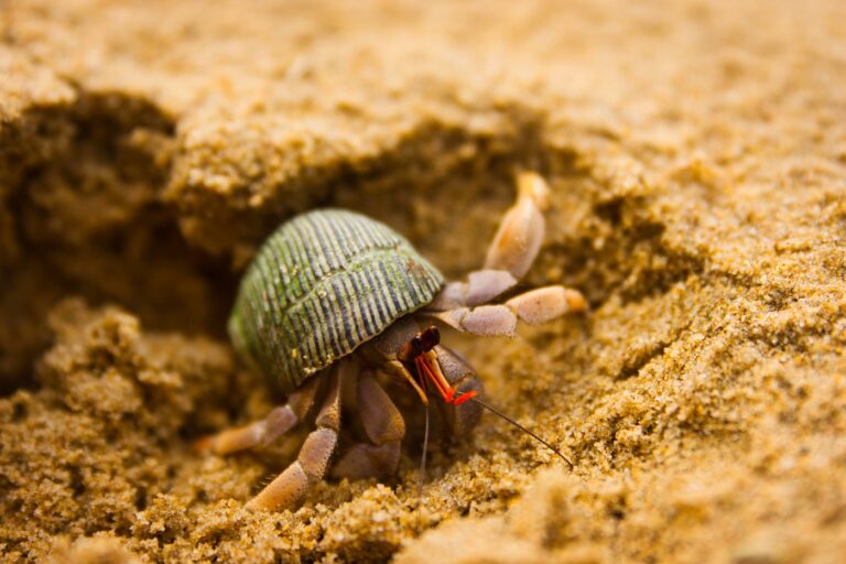 Krab pustelnik w piasku