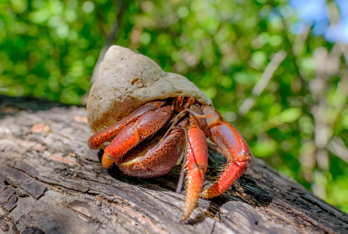 krab pustelnik na drzewie