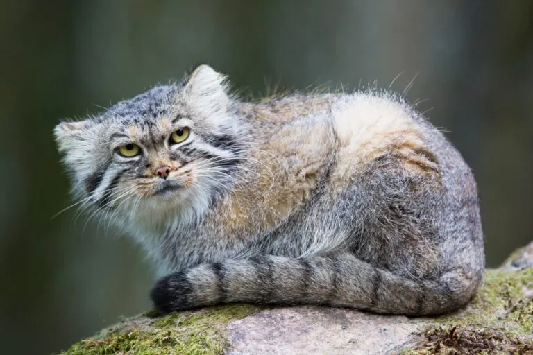 manul stepowy manul stepowy