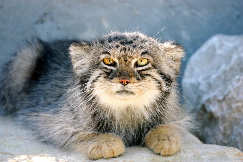 manul stepowy żywienie manul stepowy żywienie