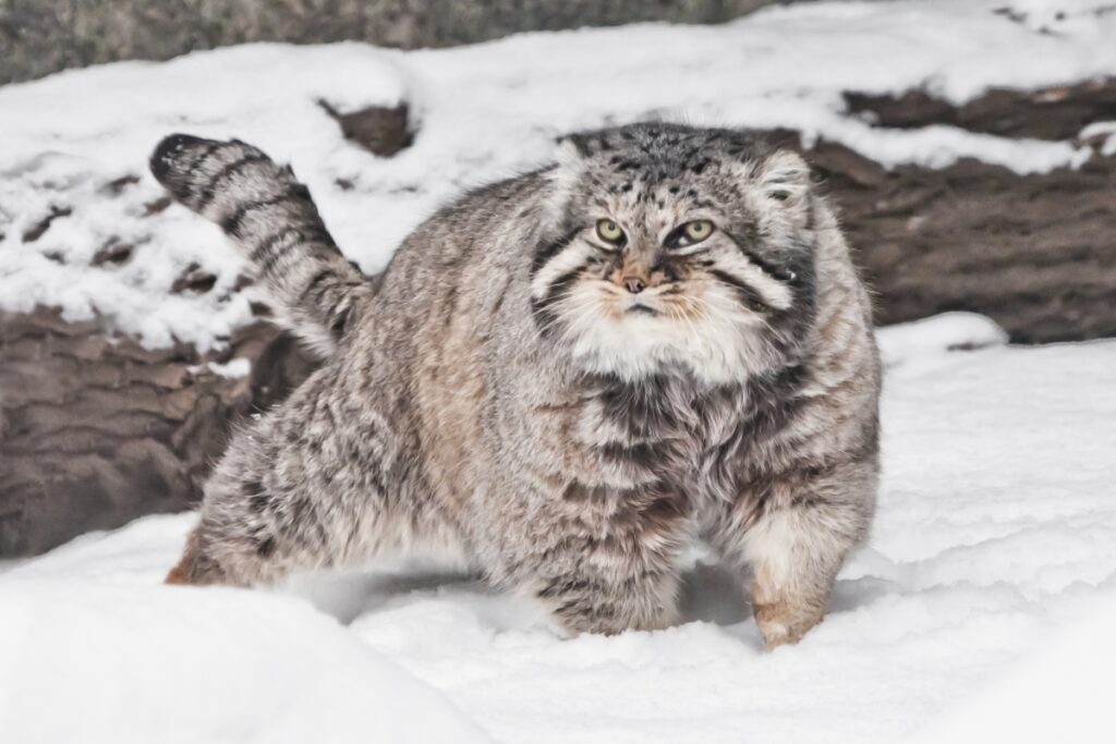manul stepowy w śniegu manul stepowy w śniegu