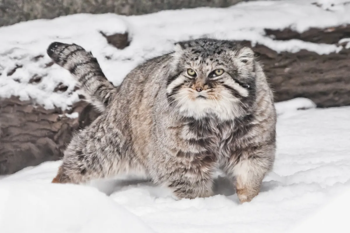 manul stepowy w śniegu manul stepowy w śniegu