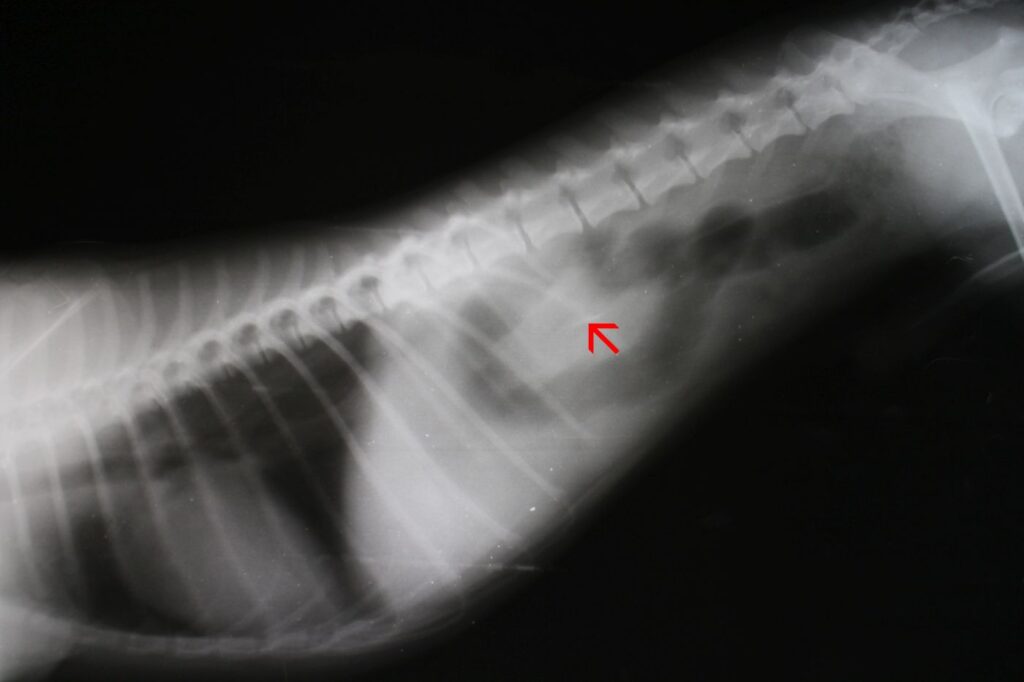 zdjęcie rentgenowskie jelit psa
