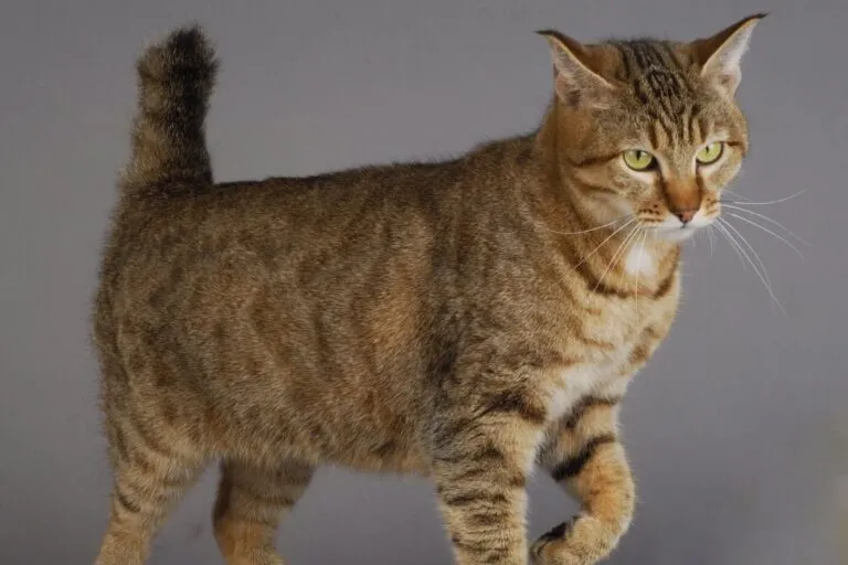 Pixie Bob brązowy wzór tabby Pixie Bob brązowy wzór tabby