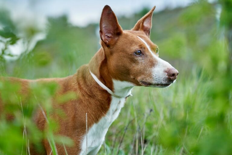 podenco andaluzyjski rasa psa