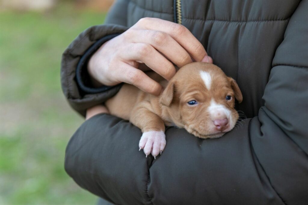 podenco andaluzyjski szczenię