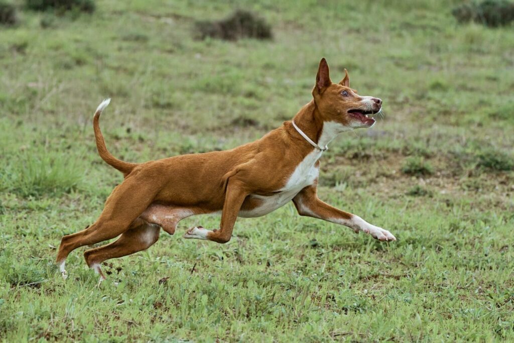 podenco andaluzyjski w ruchu