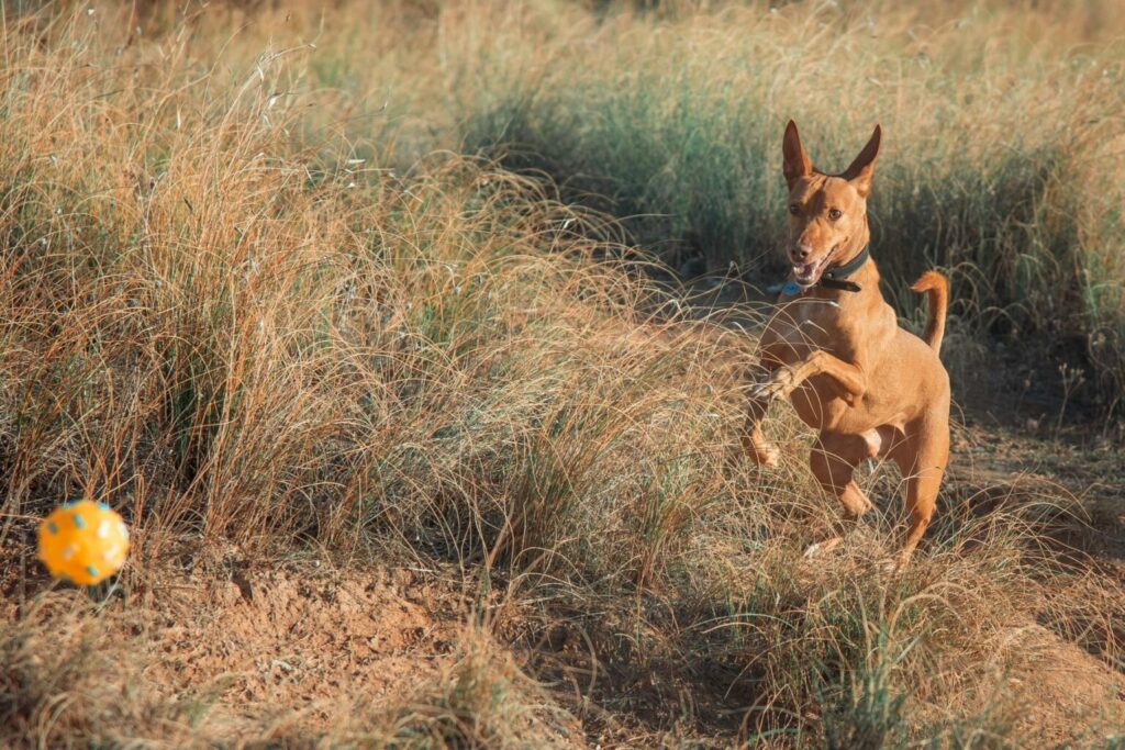 podenco andaluzyjski z piłką