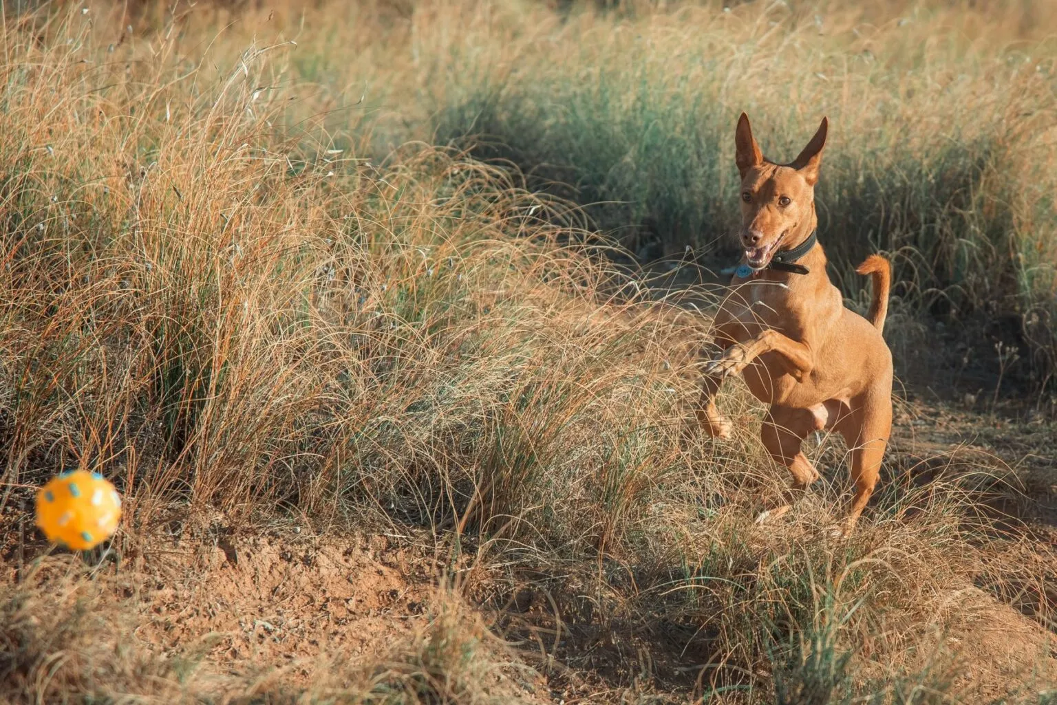 podenco andaluzyjski z piłką podenco andaluzyjski z piłką