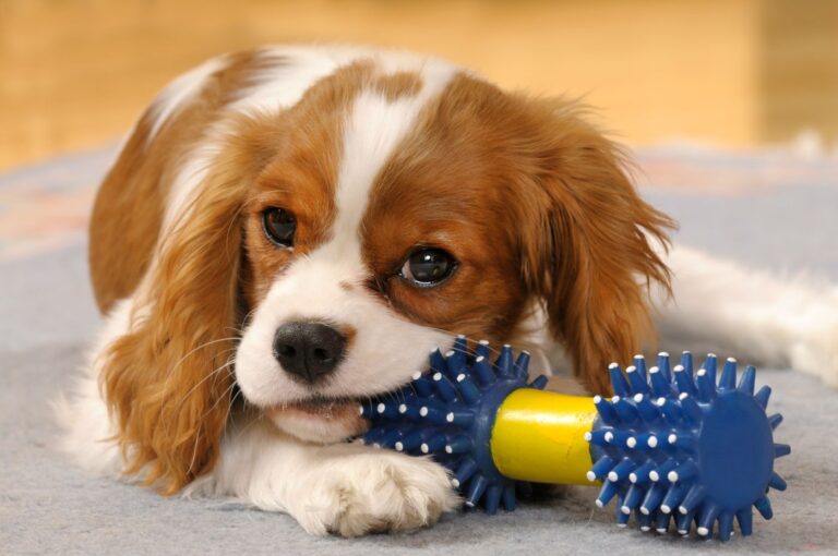 Cavalier King Charles Spaniel szczenię z zabawką