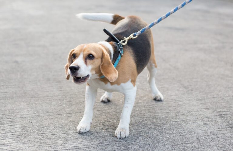 Szczekający beagle
