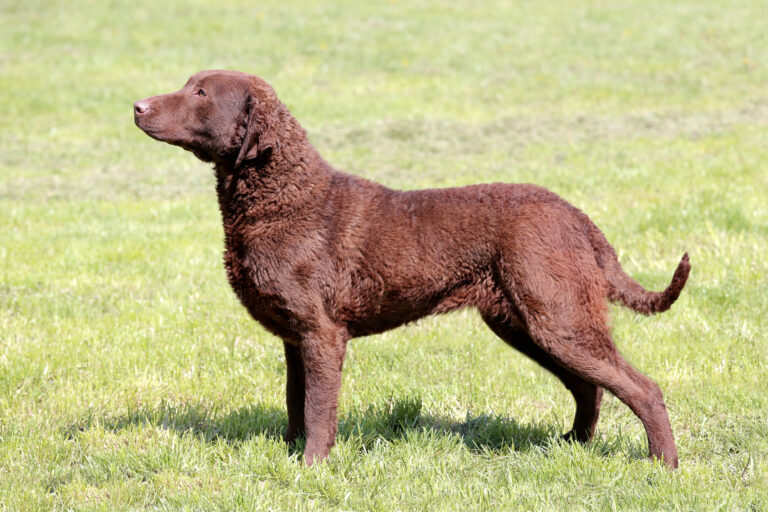 Chesapeake Bay Retriever rasa psa