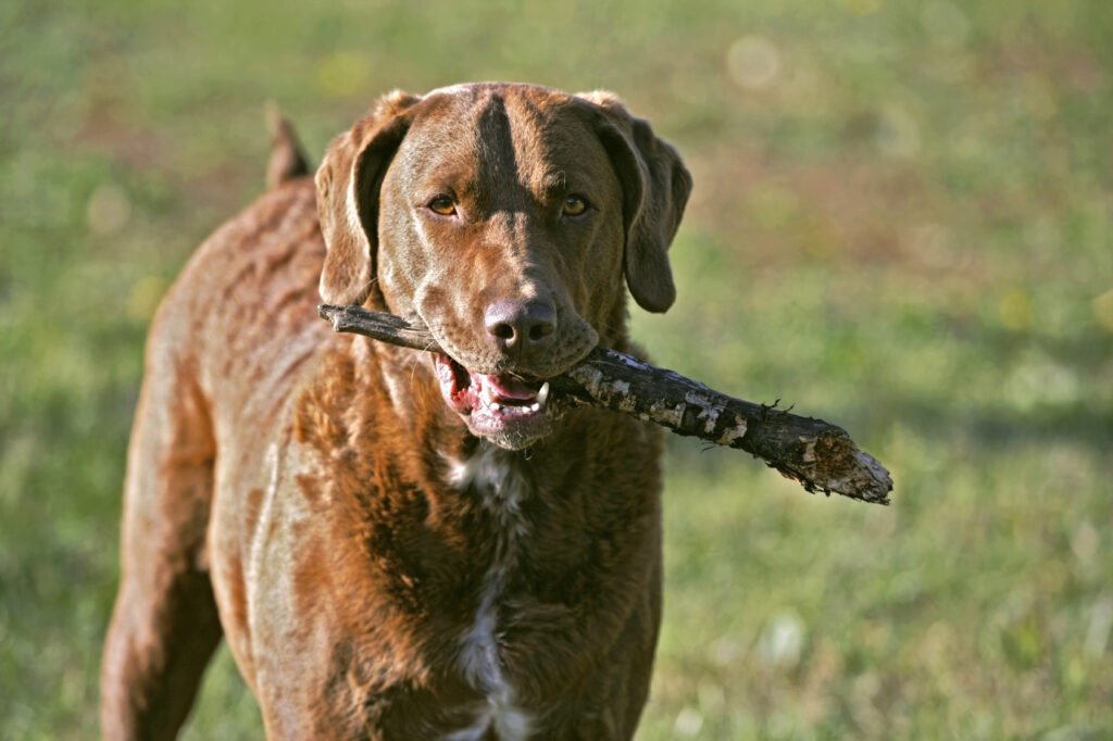 Chesapeake Bay Retriever z kijem