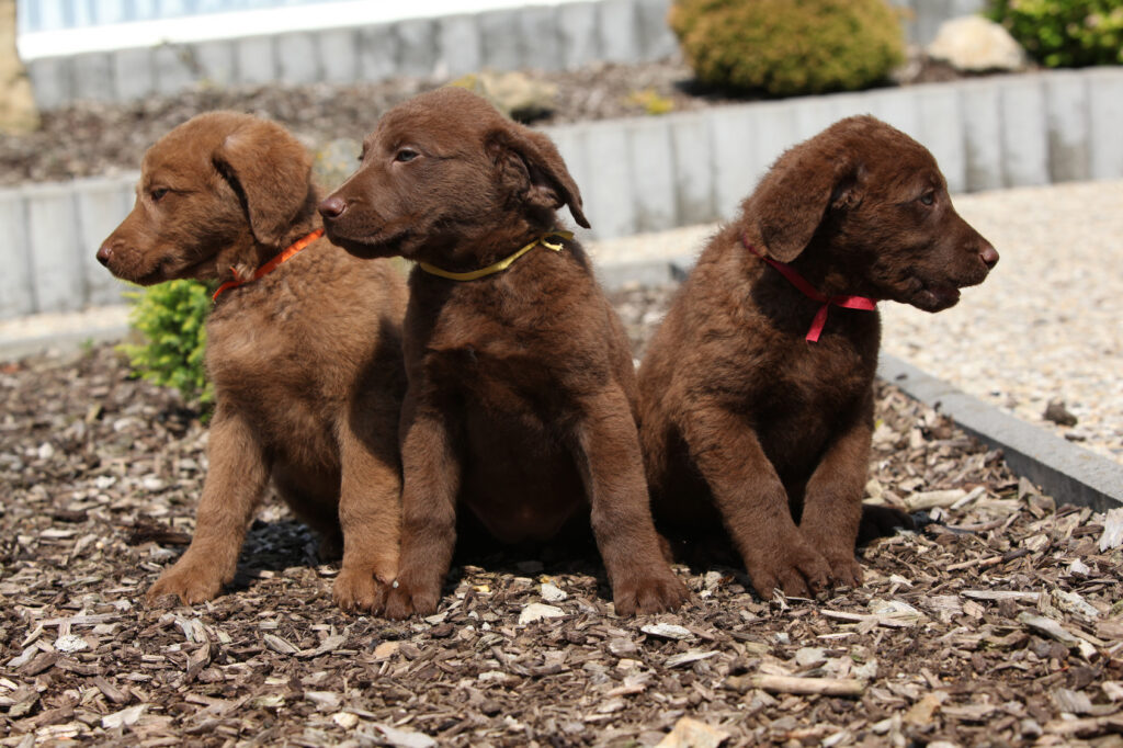 Chesapeake Bay Retriever szczenięta