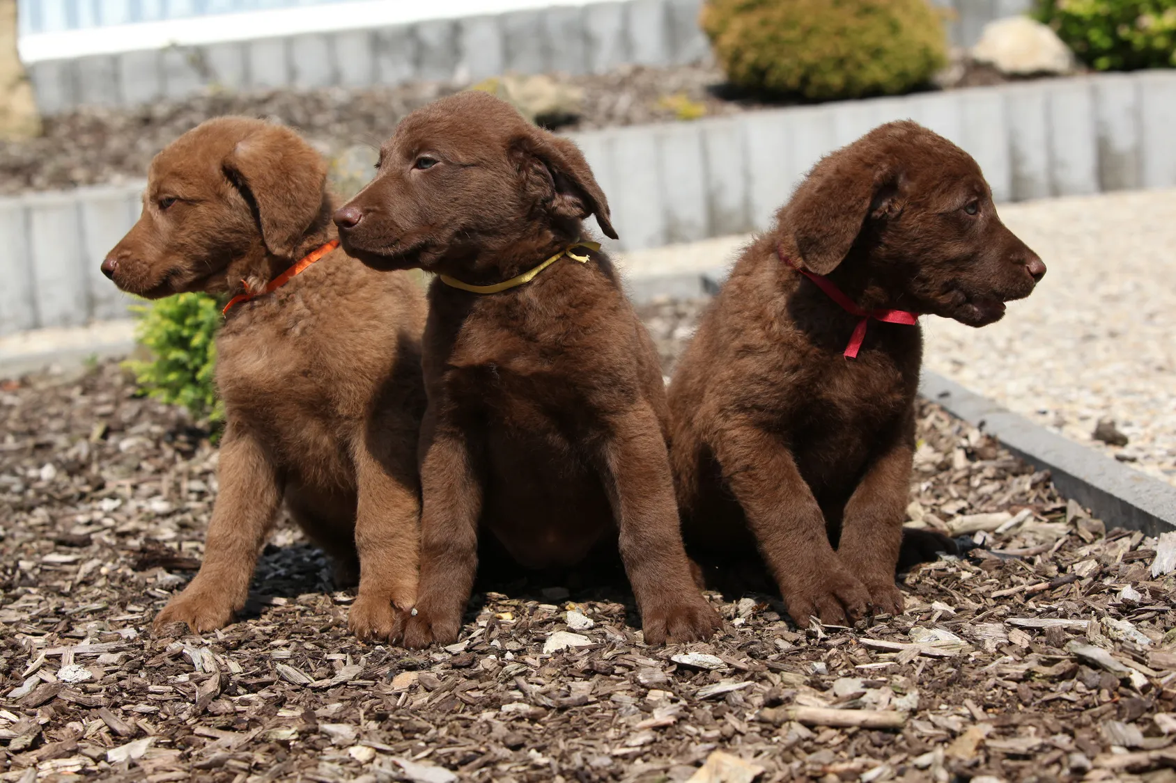 Chesapeake Bay Retriever szczenięta Chesapeake Bay Retriever szczenięta