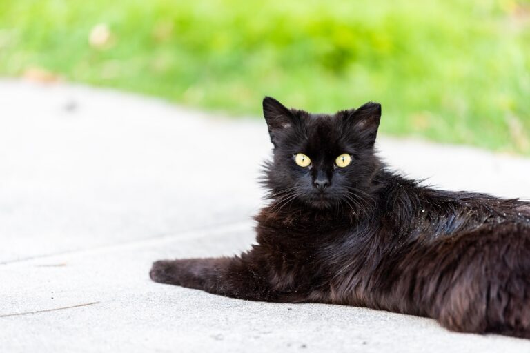 Czarny kot z widocznym łupieżem