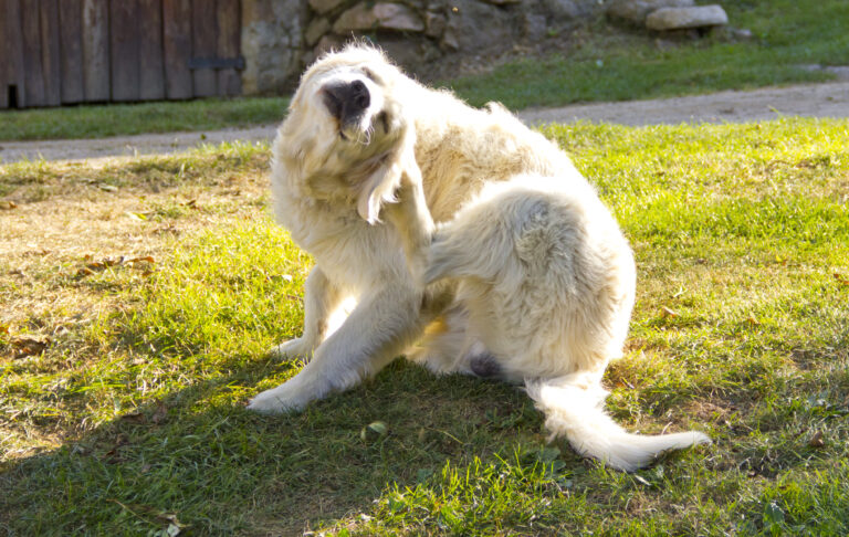 Golden Retriever cierpiący na atopię