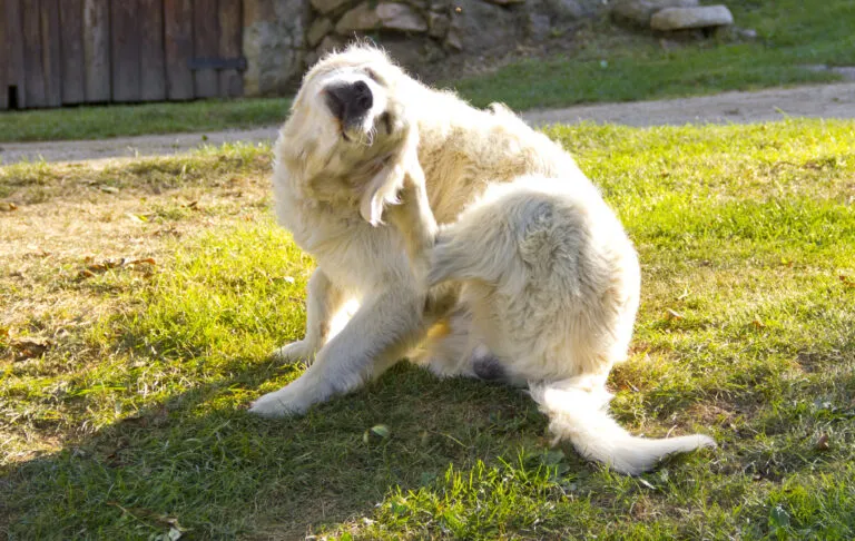Golden Retriever cierpiący na atopowe zapalenie skóry Golden Retriever cierpiący na atopię