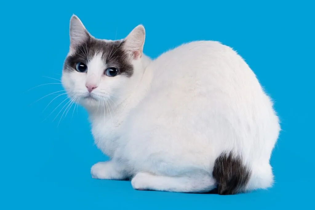 Japoński bobtail na niebieskim tle