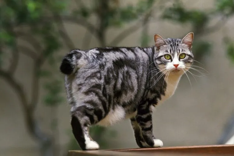 Japoński bobtail Japoński bobtail na spacerze