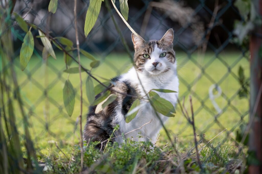 Kot siedzący na trawie