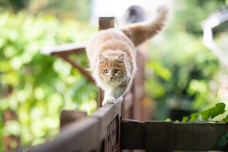 Kot chodzący po ogrodzeniu