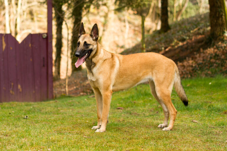 Owczarek belgijski (Malinois) Owczarek belgijski (Malinois)