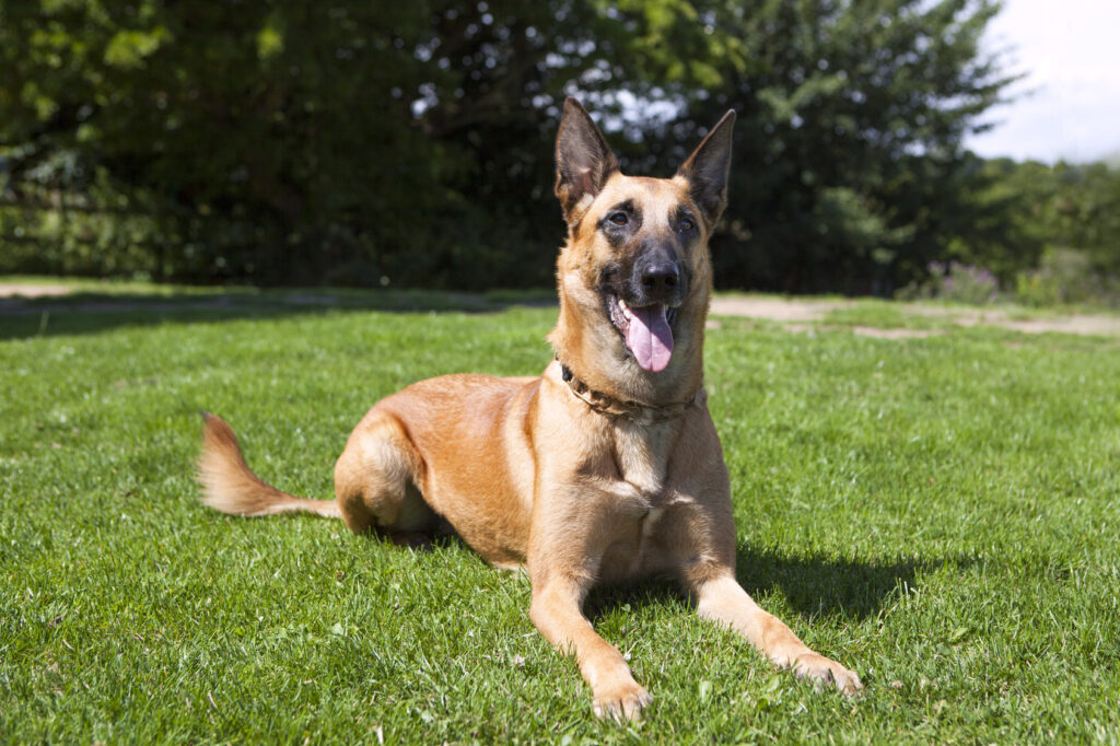 Owczarek belgijski (Malinois) na trawie Owczarek belgijski sport i zabawa