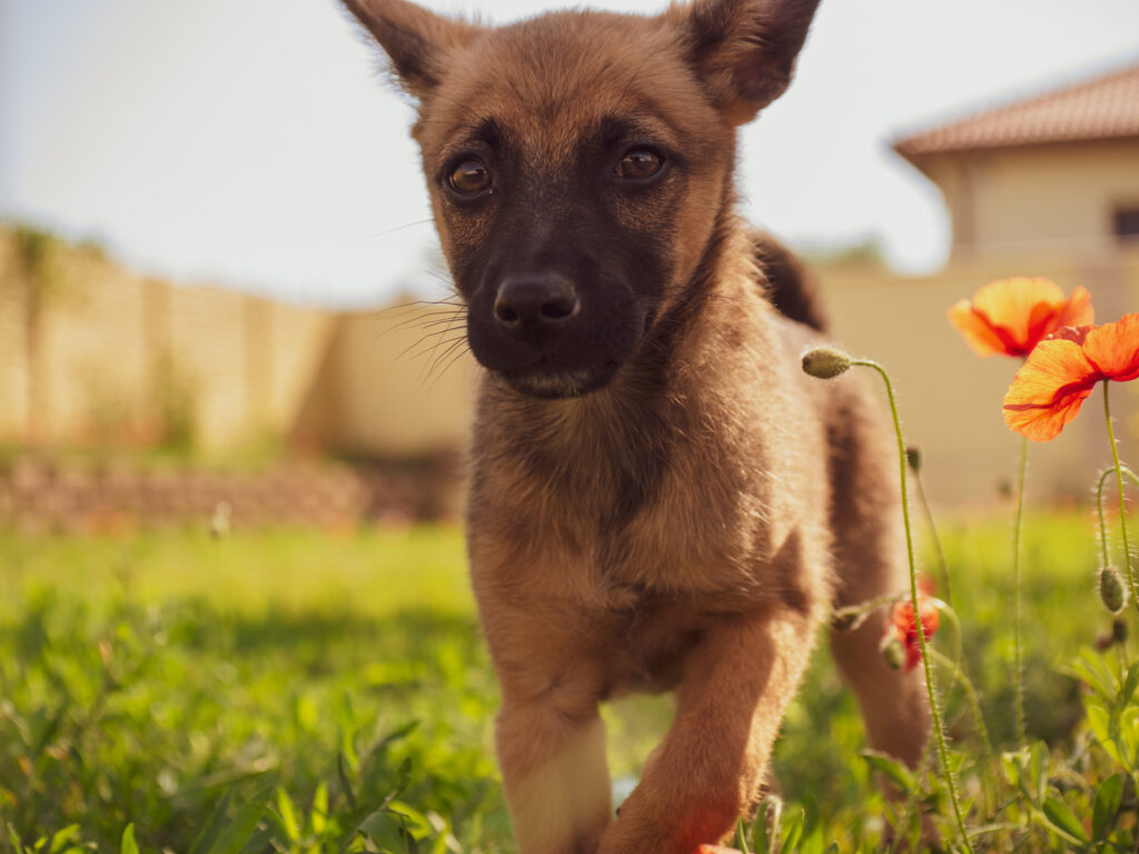 Owczarek belgijski (Malinois) szczeniak Owczarek belgijski szczenię