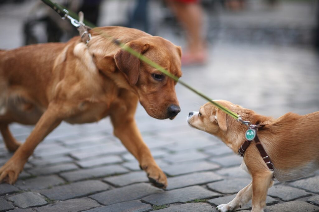 Spotkanie psów na ulicy