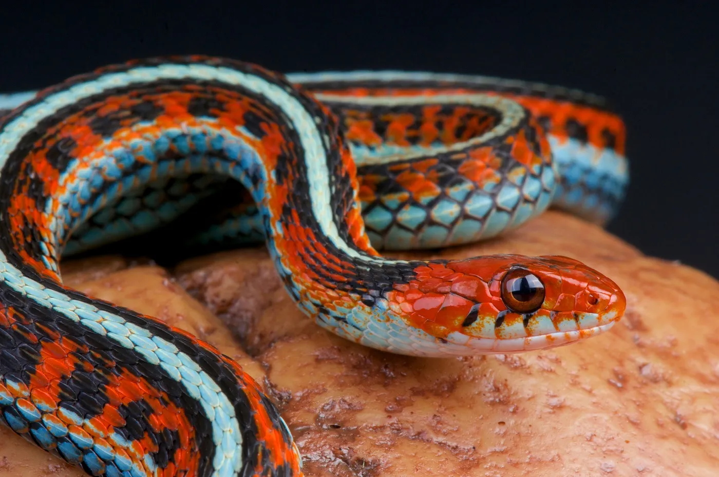 Thamnophis sirtalis tetrataenia