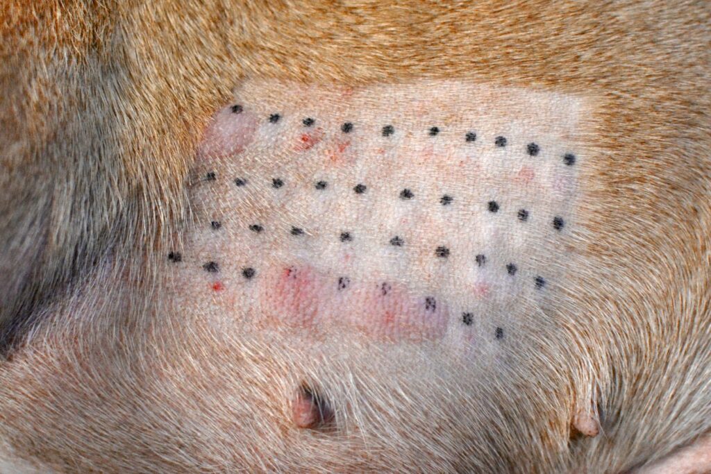 Atopowe zapalenie skóry u psa