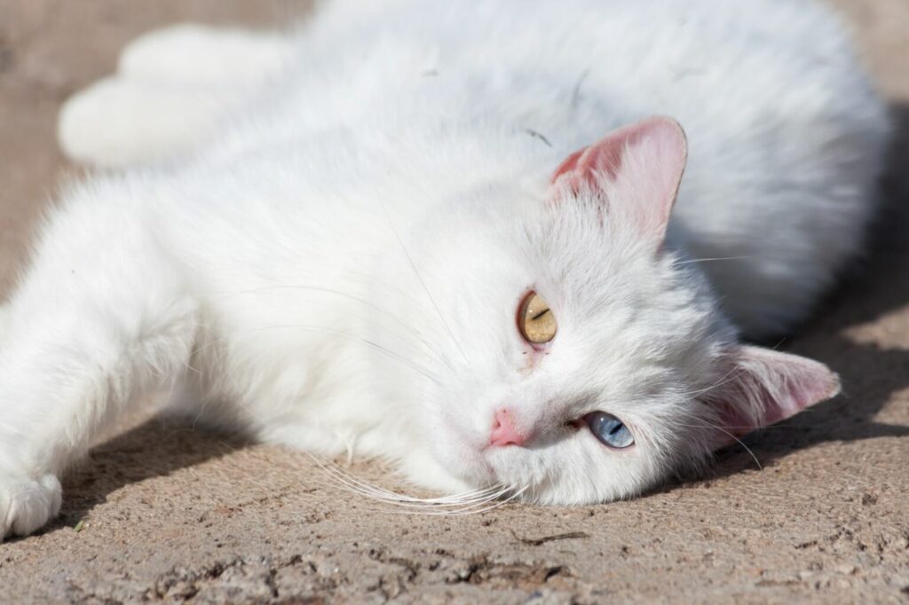 białe koty a oparzenia słoneczne